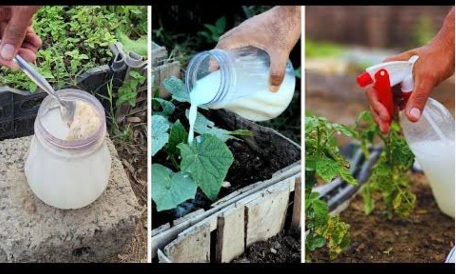 Rice Water for Plants