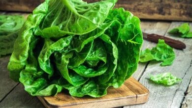 Lettuce Farming