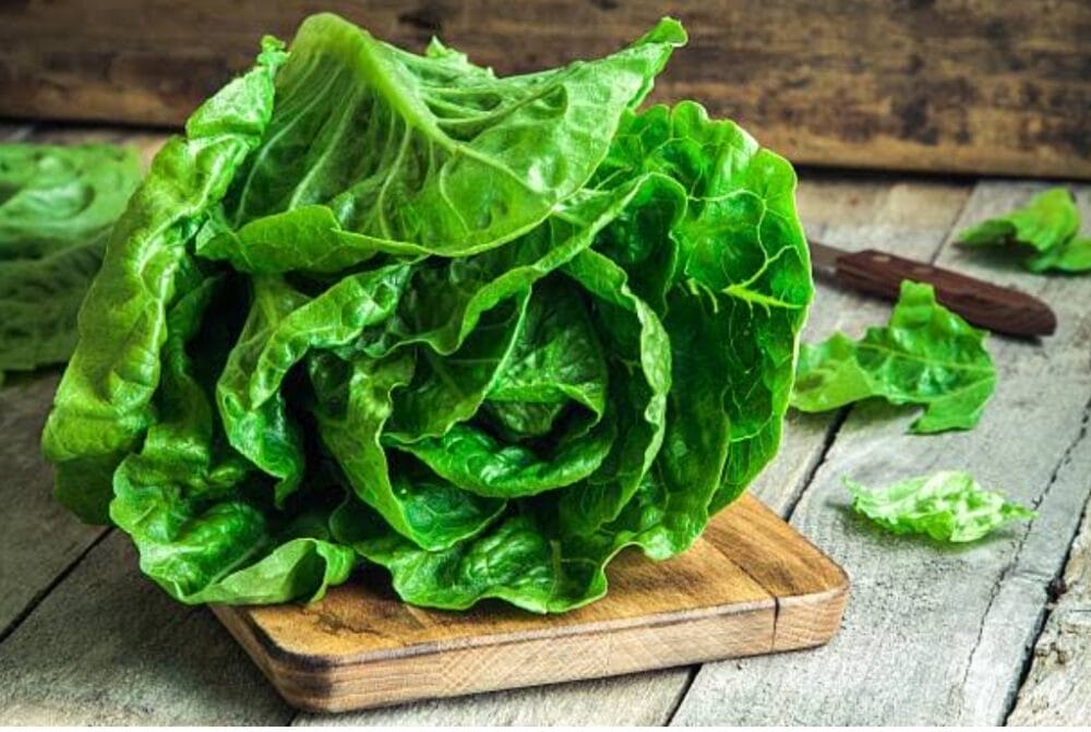 Lettuce Farming