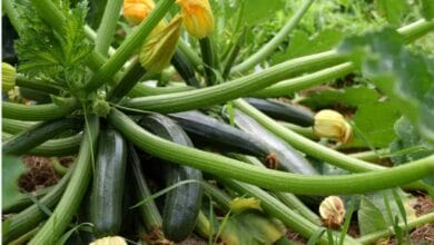 Zucchini Vegetable Cultivation