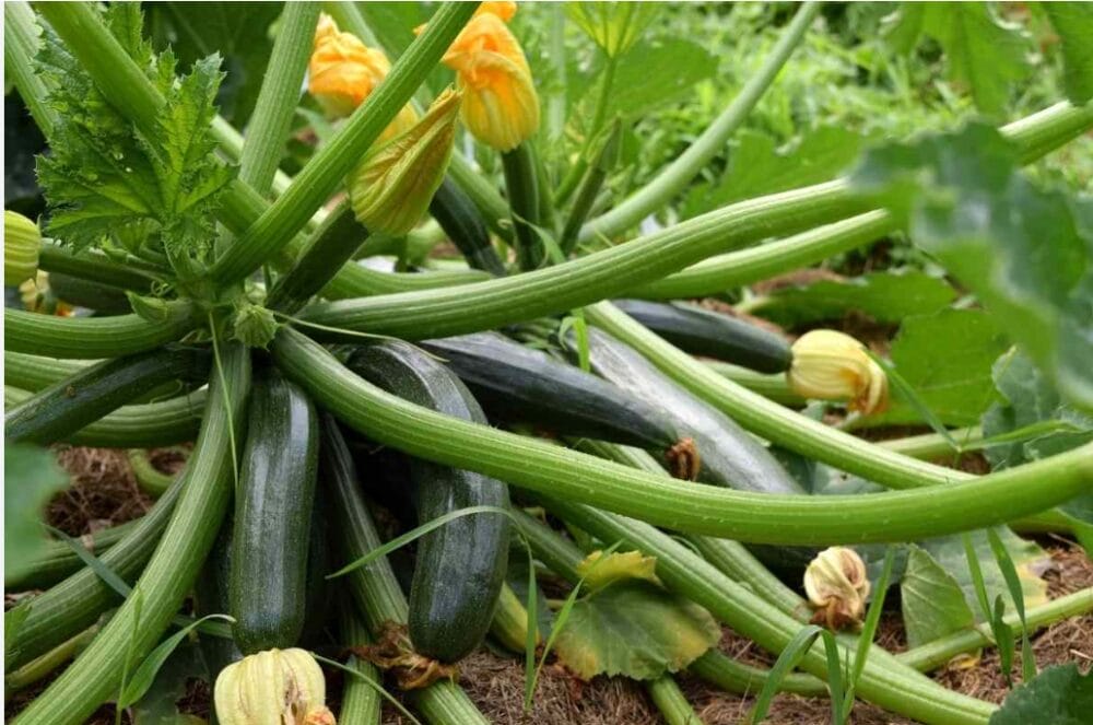 Zucchini Vegetable Cultivation