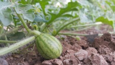 Diseases of Watermelon