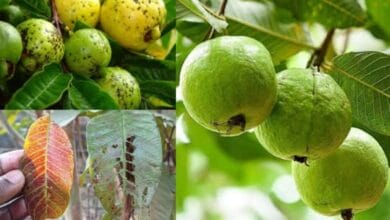 Diseases of Guava Tree