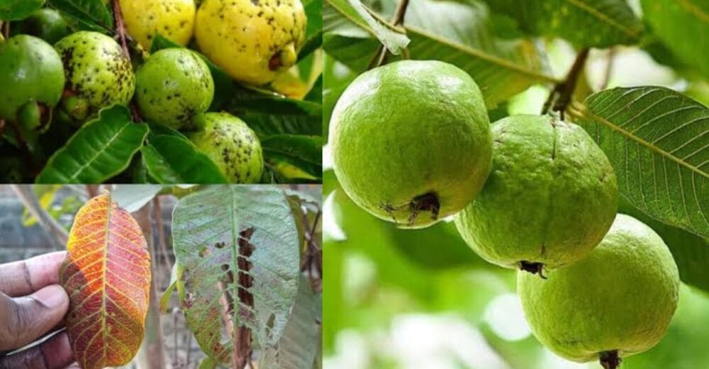 Diseases of Guava Tree