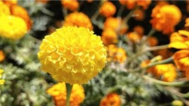 Diseases of Marigold