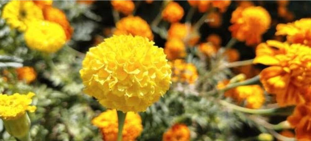 Diseases of Marigold