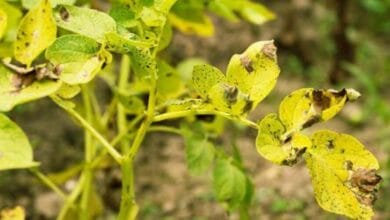 Diseases of Potato Plant
