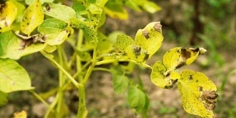Diseases of Potato Plant
