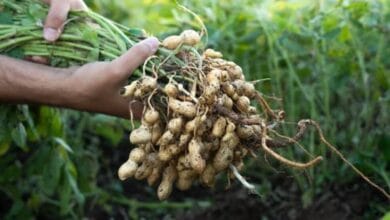 Peanut Cultivation