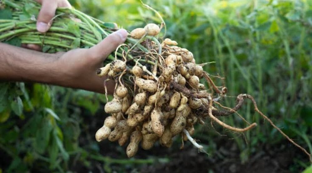 Peanut Cultivation