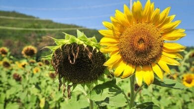 Diseases of Sunflower Plant