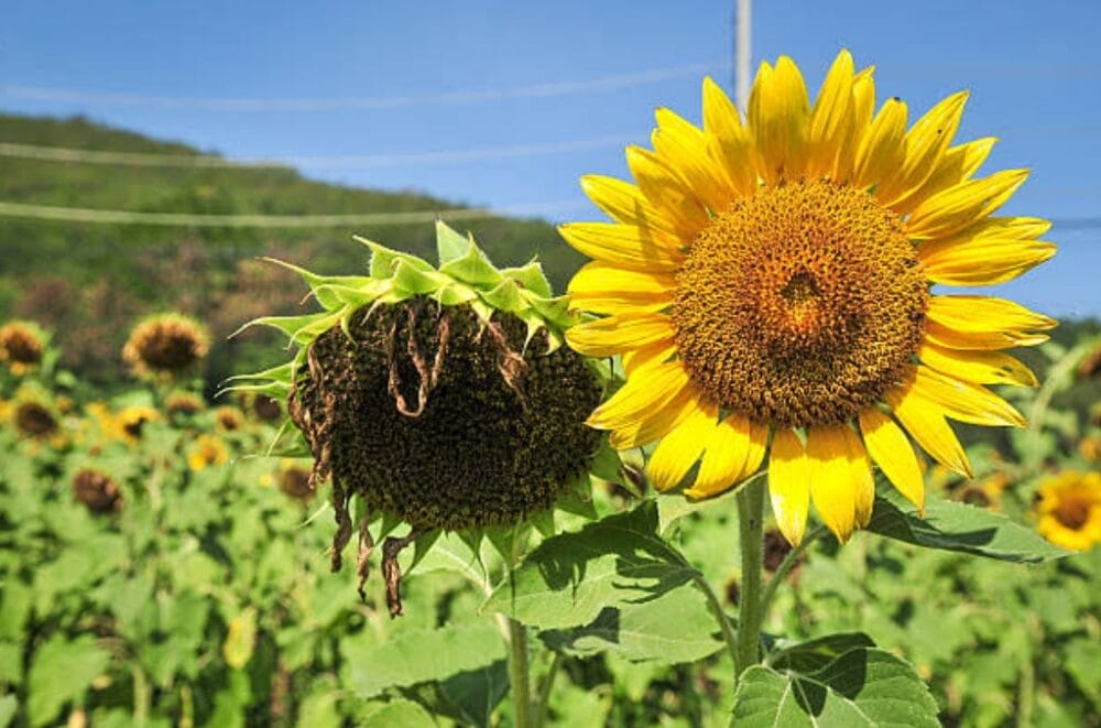 Diseases of Sunflower Plant