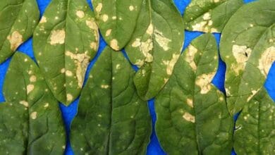 Diseases of Spinach