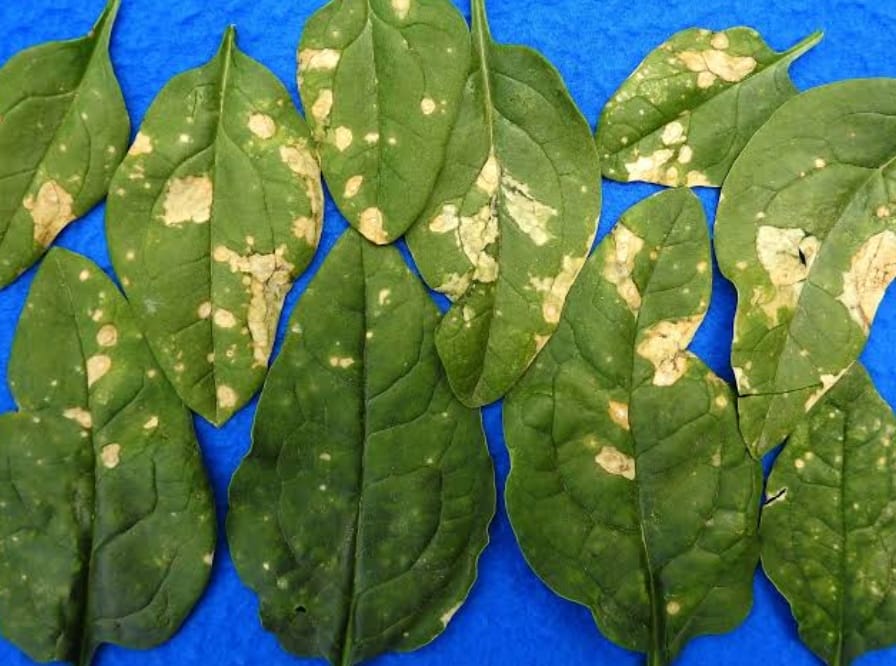 Diseases of Spinach
