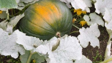 Diseases of Pumpkin Plant