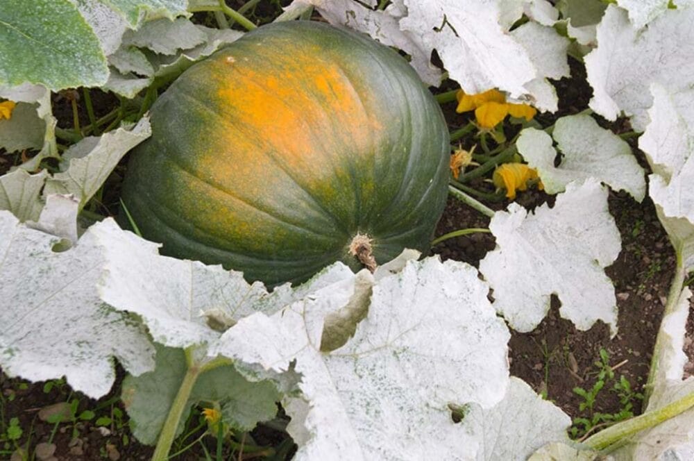 Diseases of Pumpkin Plant