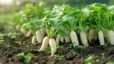 Radish Cultivation