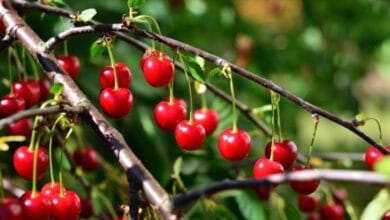Cherry Farming