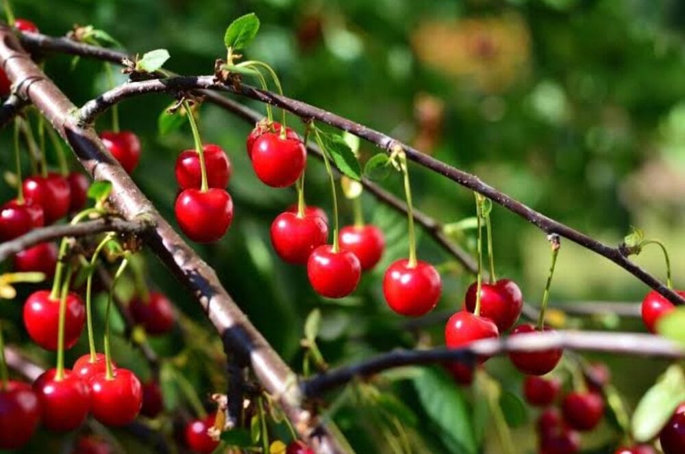 Cherry Farming