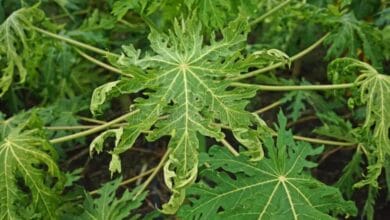 Papaya Tree Diseases