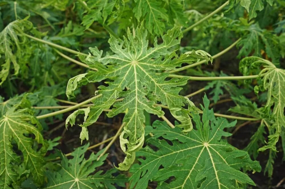 Papaya Tree Diseases