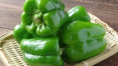 Health Benefits of Capsicum