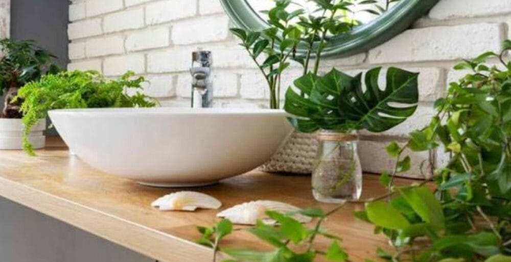 Indoor Plants for Bathroom