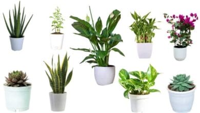 Lucky Vastu Plants for Home