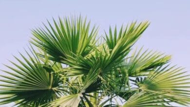 Palm Tree