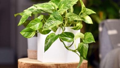Pothos Indoor Plant