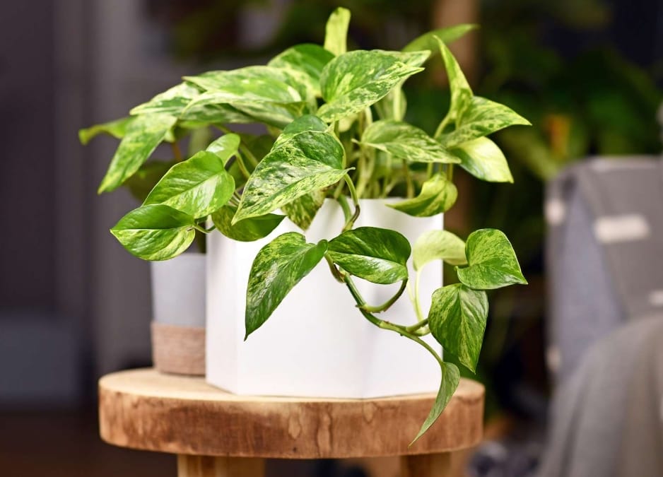 Pothos Indoor Plant