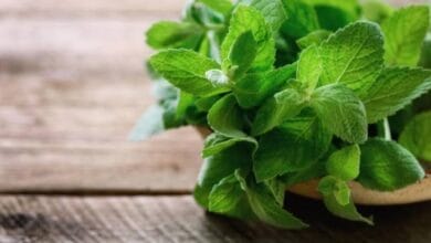 Mint Leaves