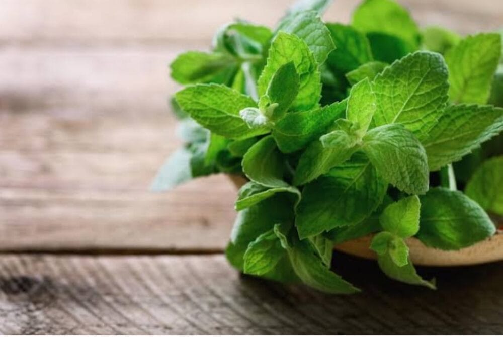 Mint Leaves