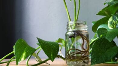How to Choose Glass Jars for Pothos