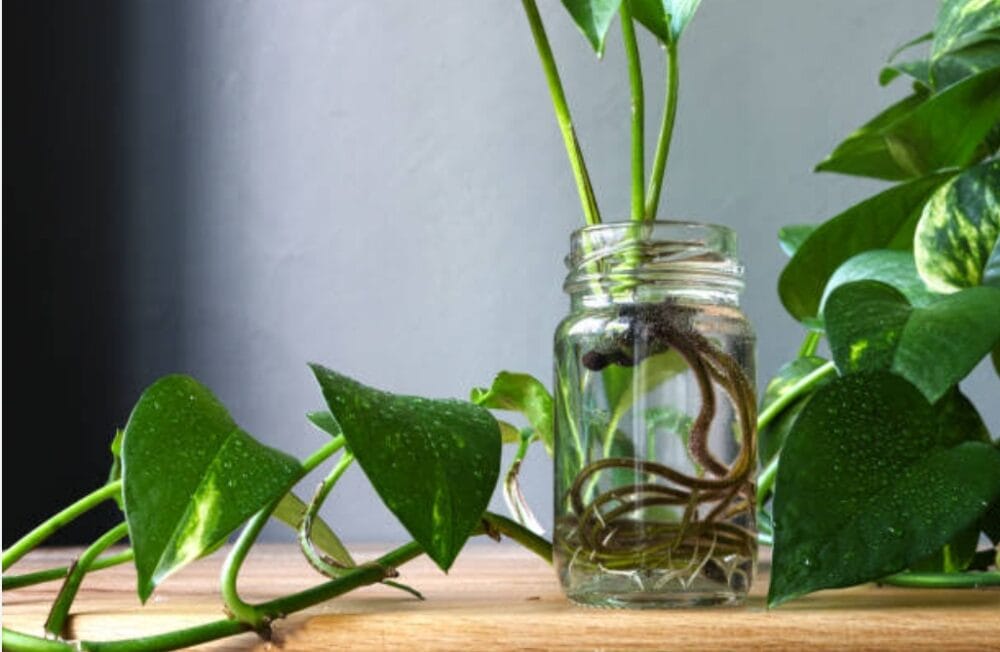 How to Choose Glass Jars for Pothos