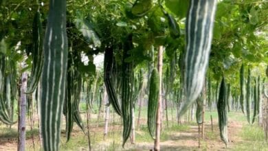 Snake Gourd Cultivation