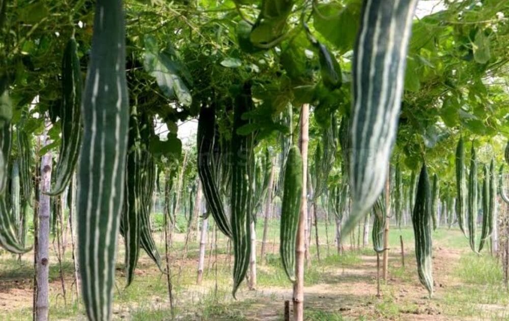 Snake Gourd Cultivation