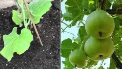 Apple Gourd Cultivation