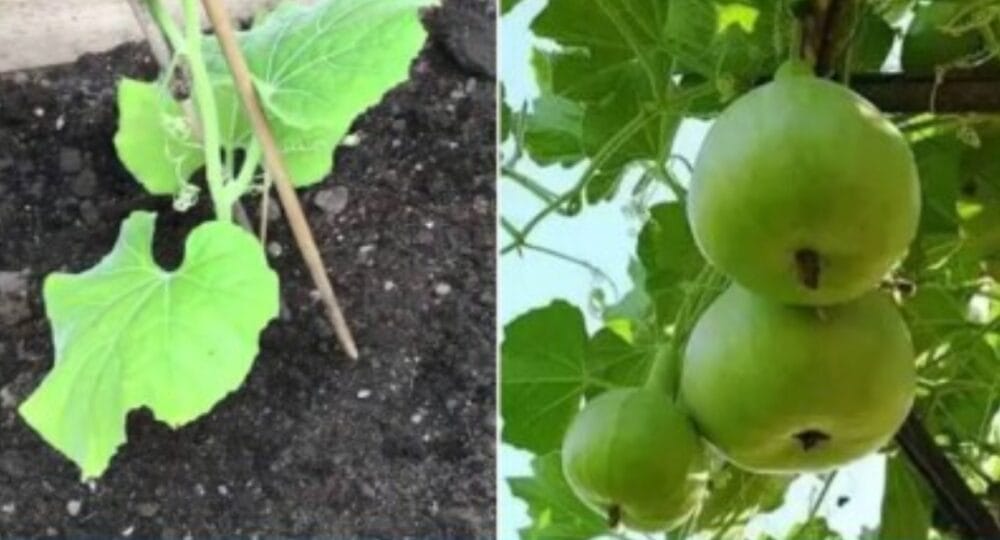 Apple Gourd Cultivation