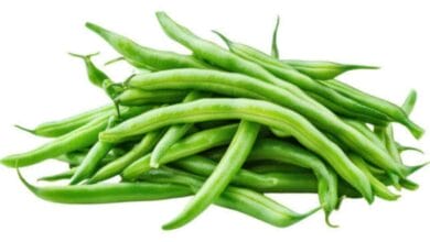 String Beans Cultivation