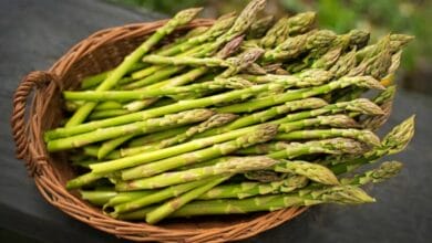 Asparagus Cultivation