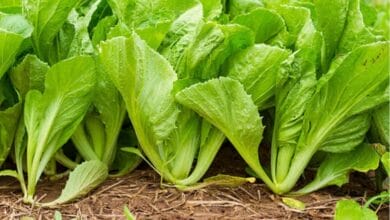 Mustard Greens Cultivation