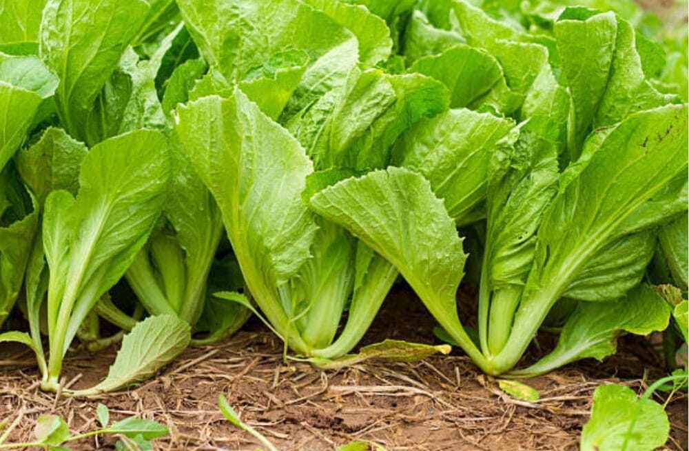 Mustard Greens Cultivation