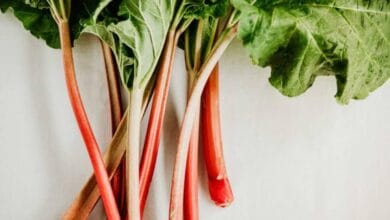 Rhubarb Vegetable Cultivation