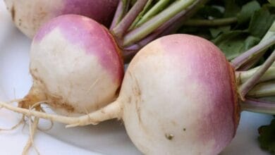 Turnip Cultivation