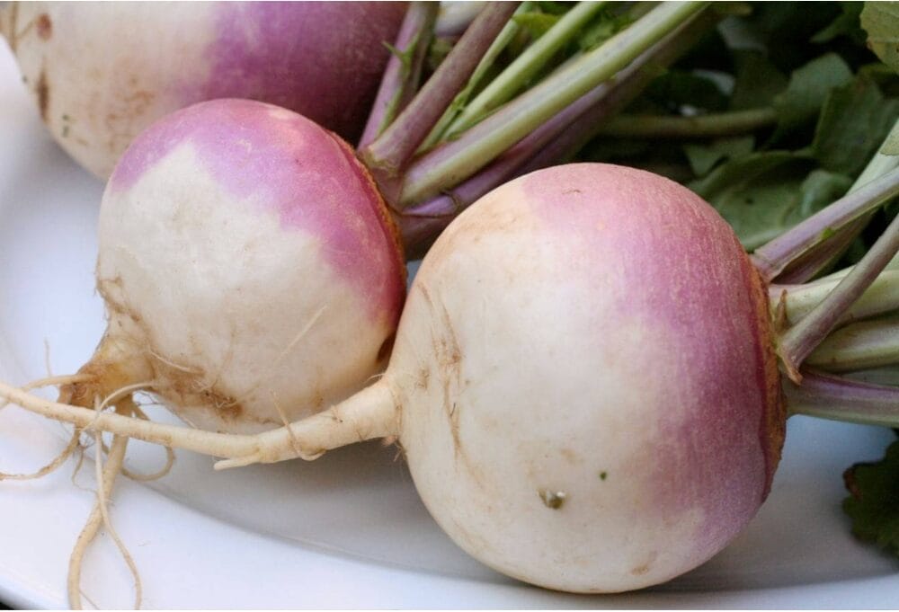 Turnip Cultivation