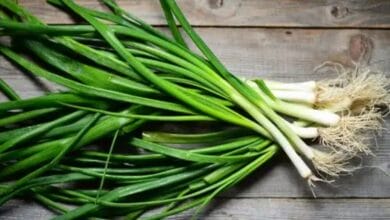 Take Care of Spring Onion