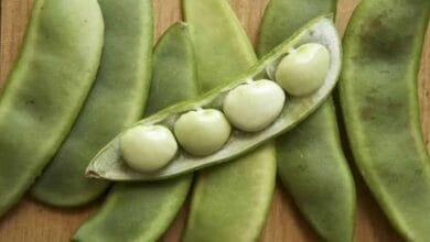 Lima Beans Cultivation