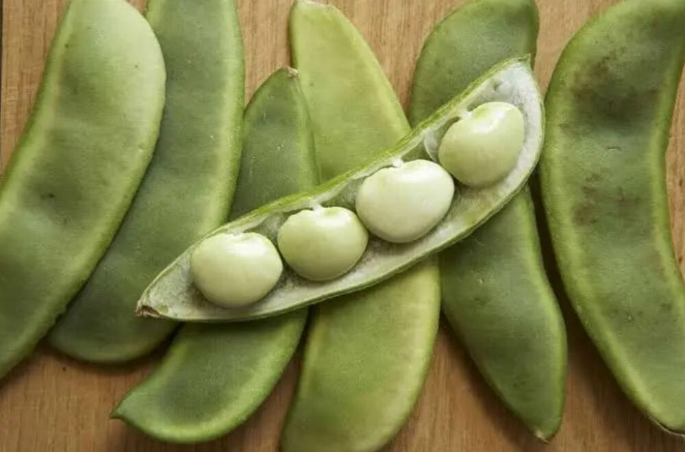 Lima Beans Cultivation
