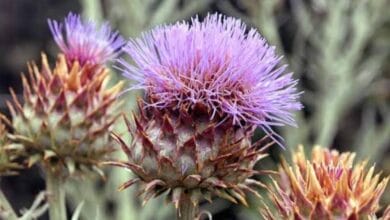 Cardoon Cultivation